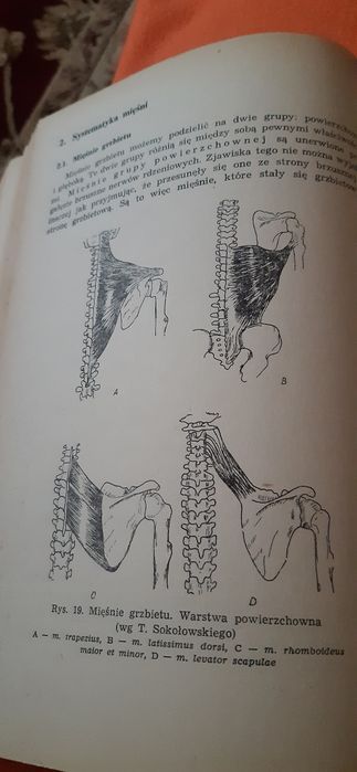 Zarys Anatomii Funkconalnej Człowieka  dla studentów biologii