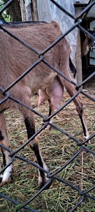 Коза нубійська 50%