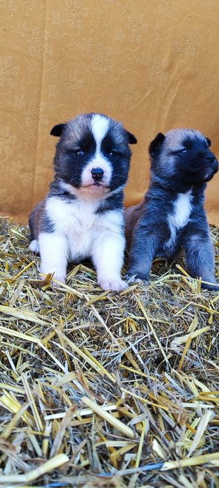 Акітята- кумедні малюки. Запитуйте.