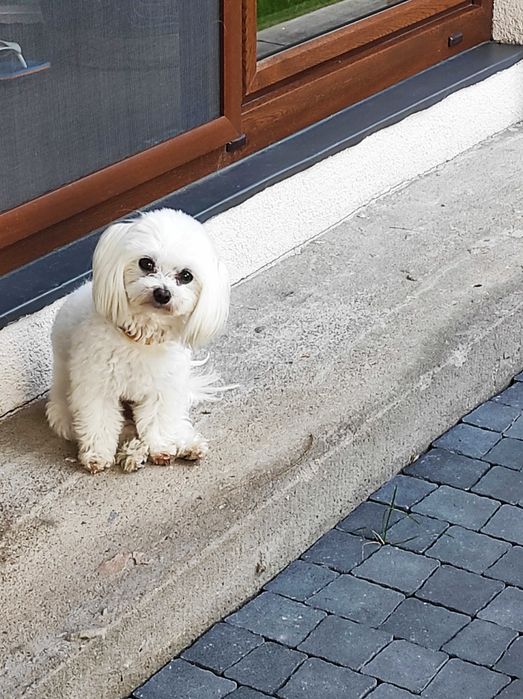 Reproduktor Maltańczyk malutki - z uprawnieniami Krycie