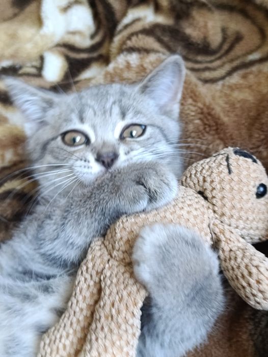 Грайливі милі кошенята