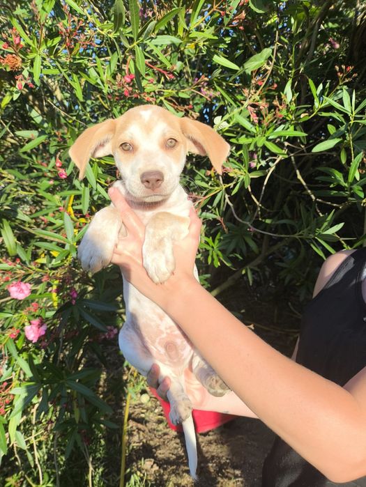 4 machos para adopção