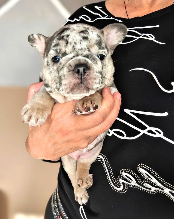 Девочка голубой Мерле тан