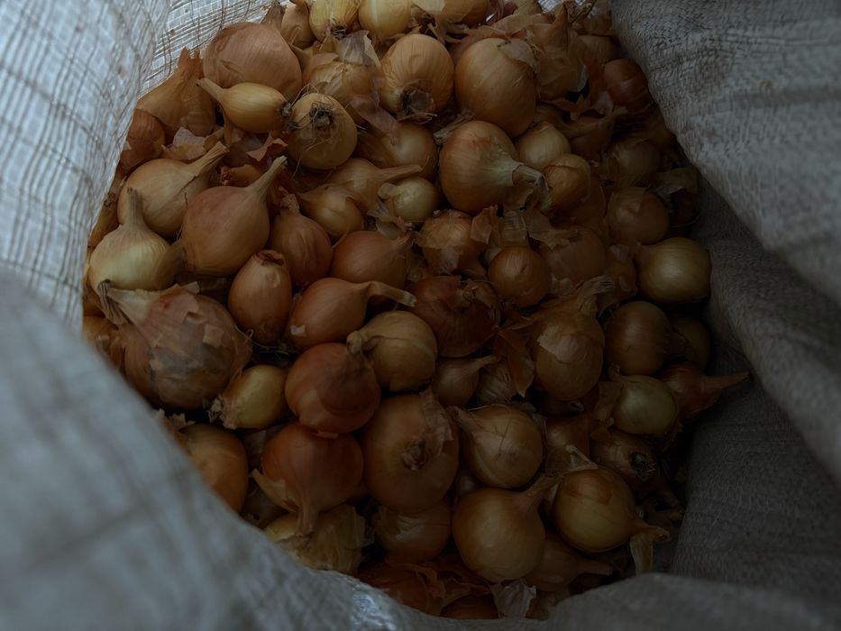 Продам часник та цибулю