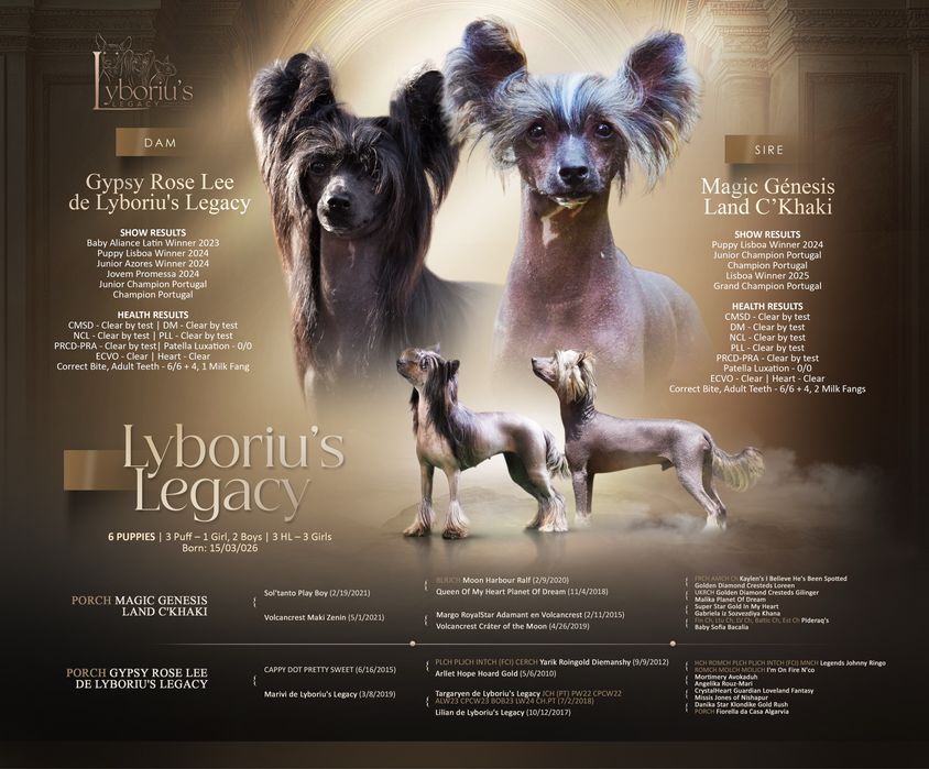 Chinese Crested Dog Powderpuff