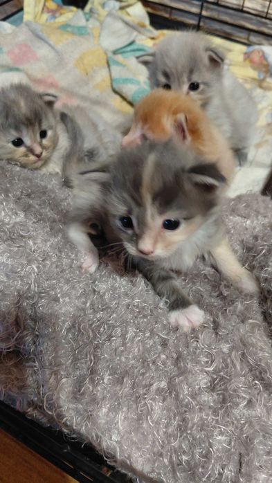 Rezerwacja kociąt Maine Coon