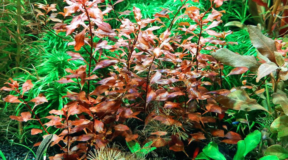 Mix Roślin Akwariowych