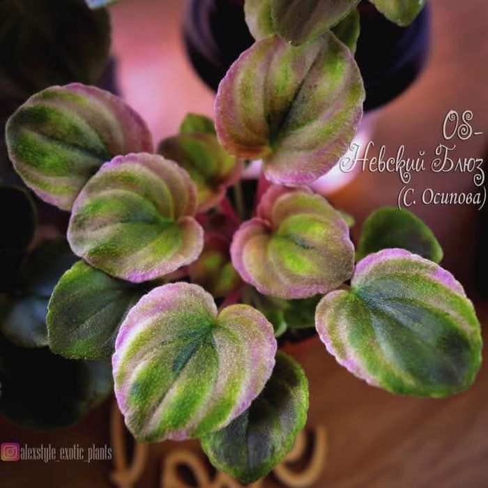 RUD-Солодка Сіль, РС-Утренний Пляж, OS-Души Сияние.