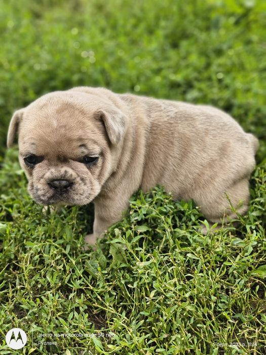 Французькі бульдожки