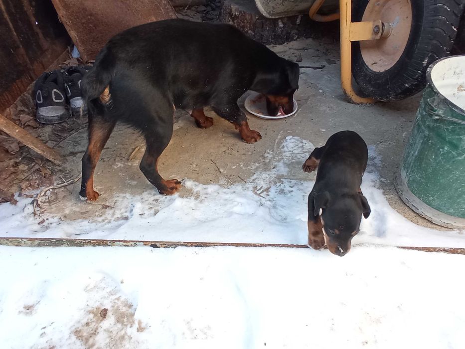 Яг терьер девочка