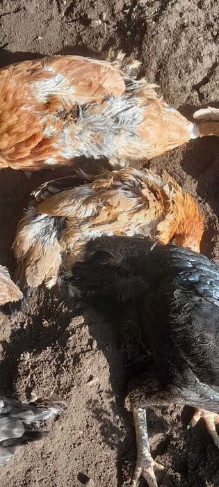 Aves adultas machos baratos