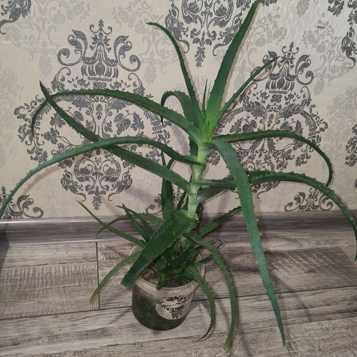 Алоє продам на лікування