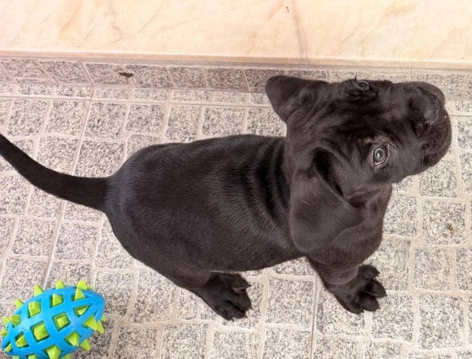 Cane Corso fêmea preta