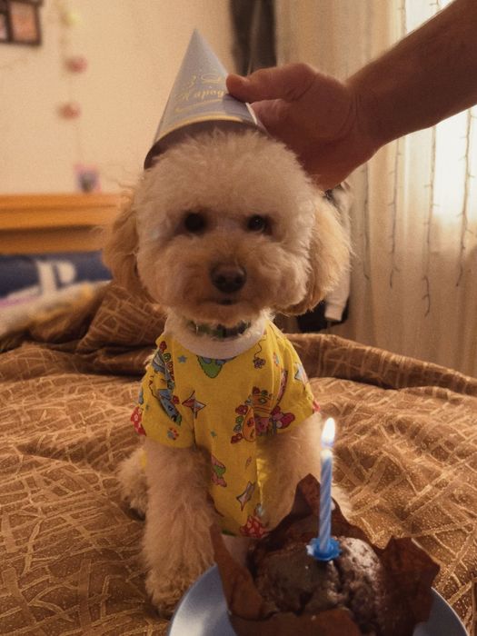 В’язка той-пудель