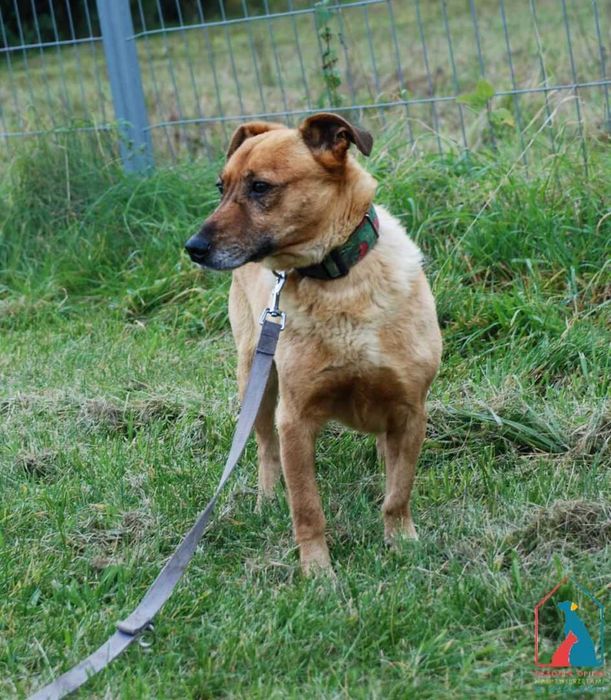 Mały, przyjazny  piesek Manto szuka domu