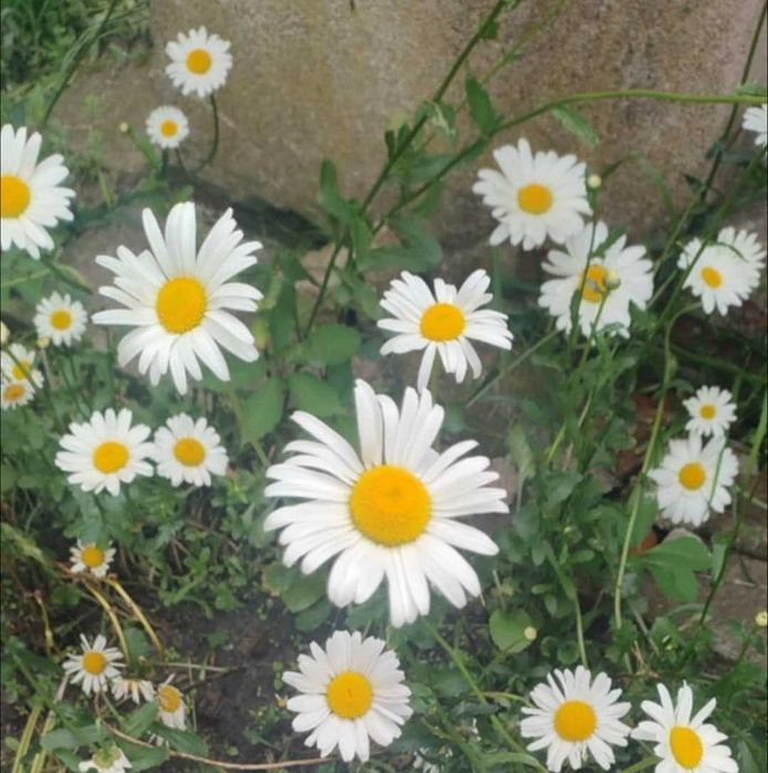 Sprzedam sadzonki złocień właściwy