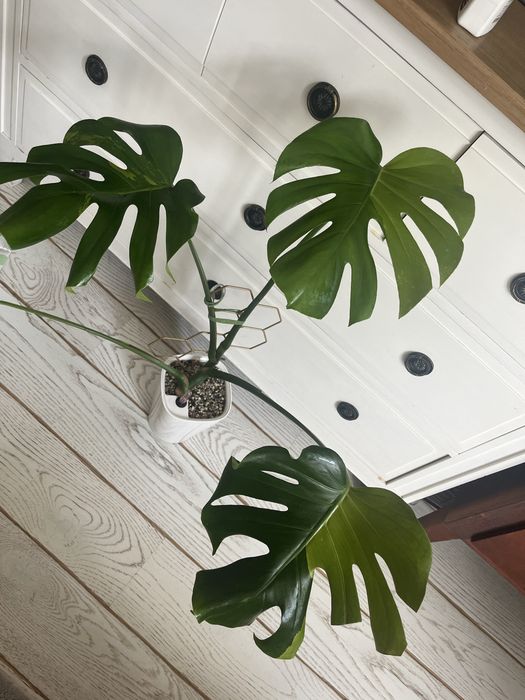 Monstera Green on green - kolekcjonerska, 3 listny szczyt LF