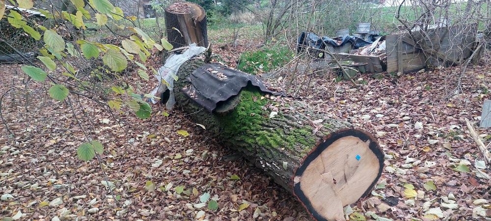 Kłoda dąb, grab , brzoza, jodła drewno tartak