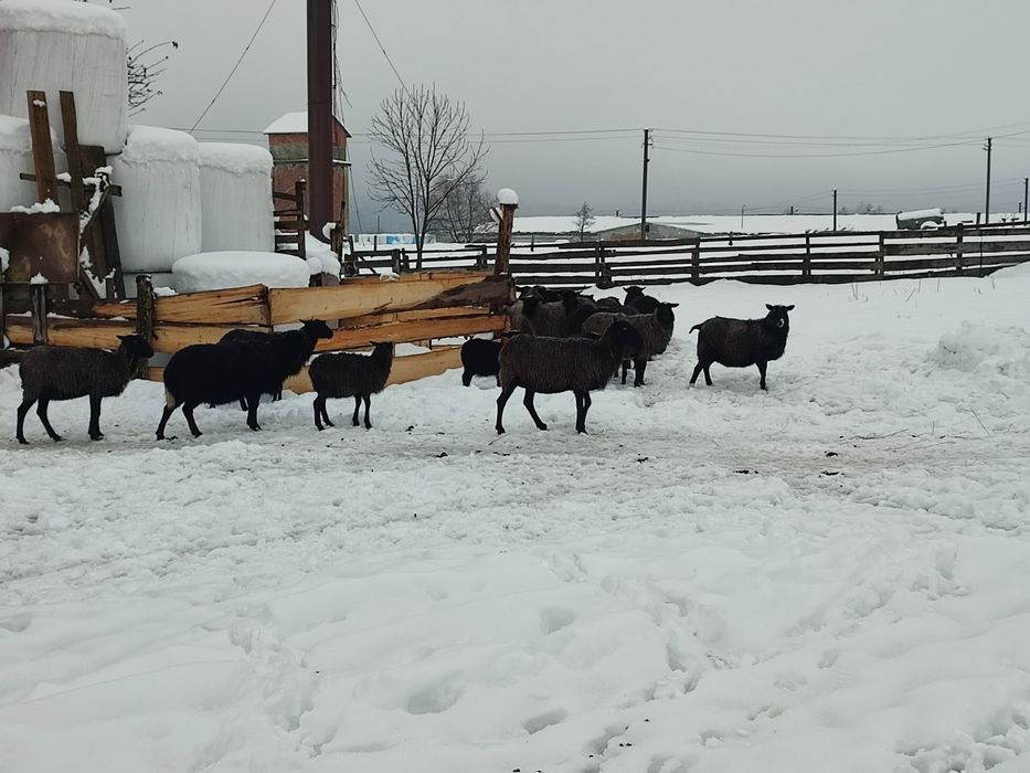 Продається вівці.