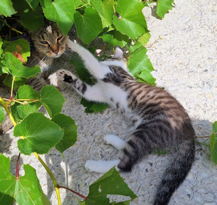Urocza mala kicia szuka dobrego domu