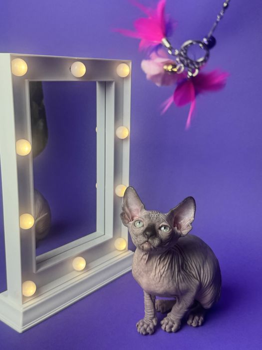 Sfinks Kanadyjski kotka FPL