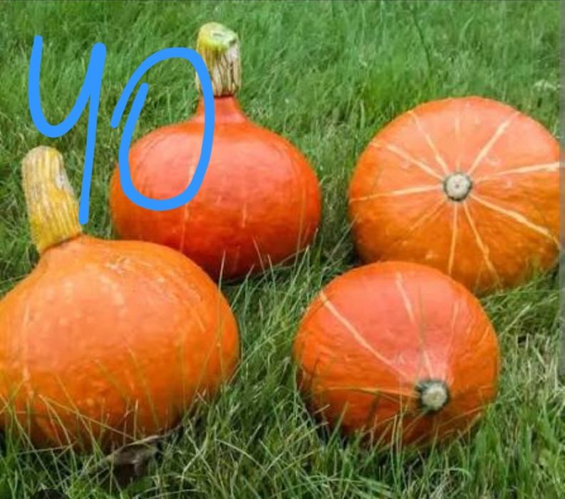 Продаю тыкву домашнюю