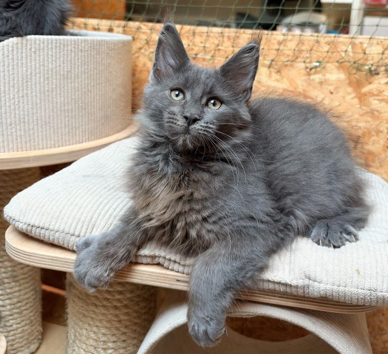 Niebieska koteczka Maine Coon