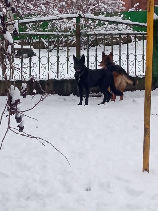 Добра німецька вівчарка на охорону