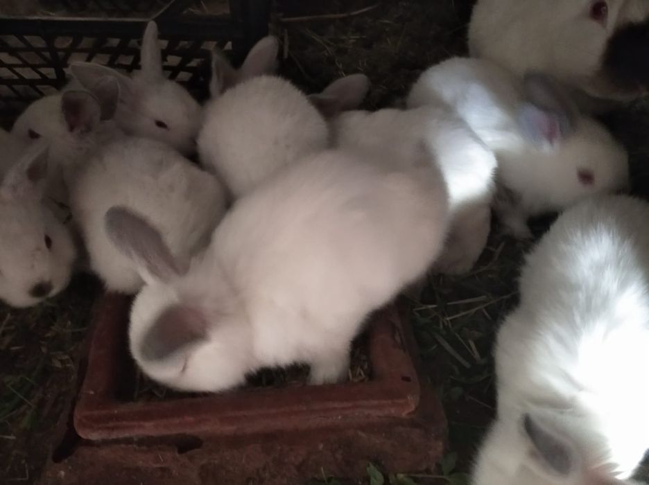 Робочий самець каліфорнії