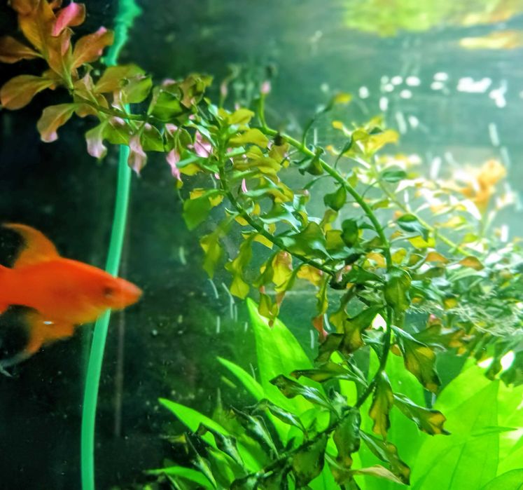 Ludwigia roślina do akwarium