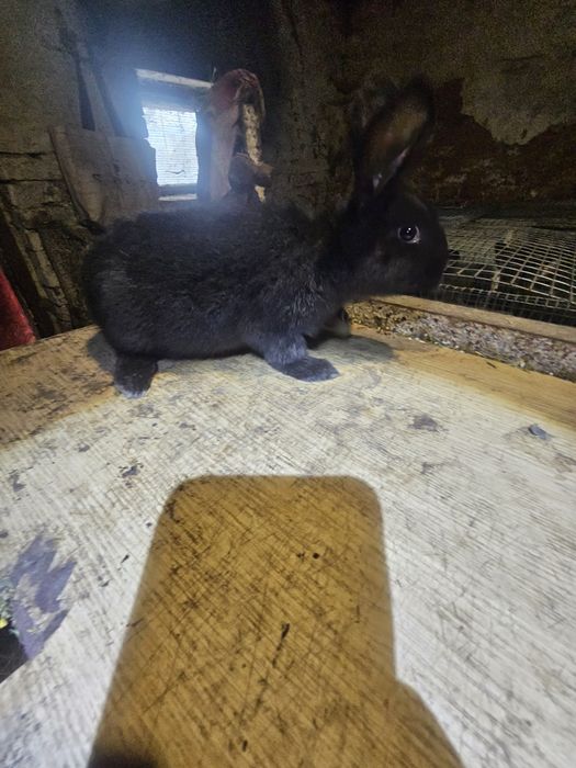 Кролики полтавське срібло. Кролі. Кроли