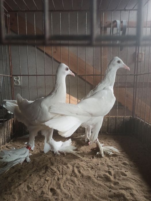 Sprzedam parę bocianów niemieckich 2025r. Gołębie ozdobne.