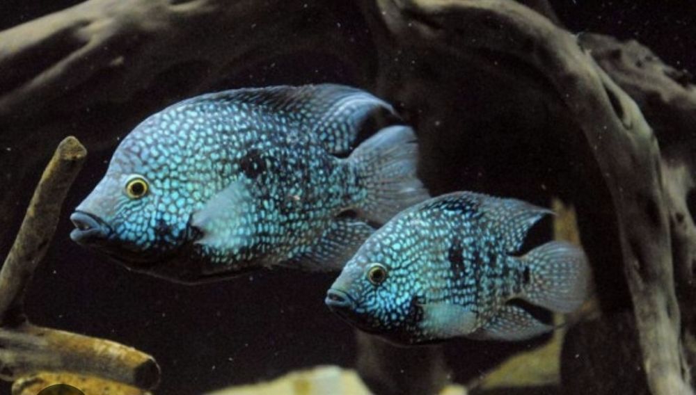 Рибки акваріумні .