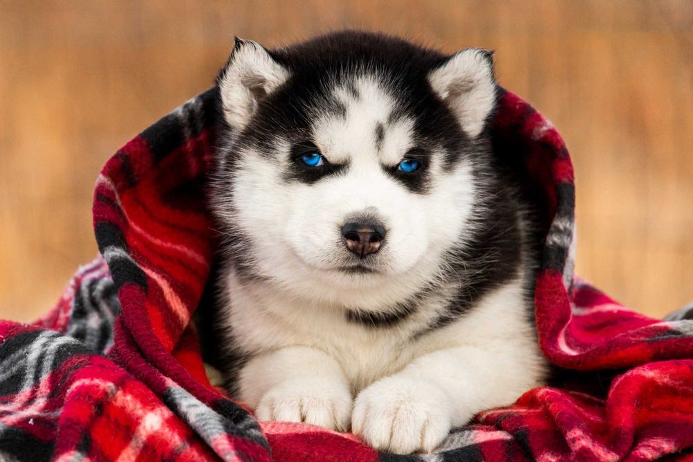 Голубоглазые щенки хаски ! Реальные фото. Готовы к переезду