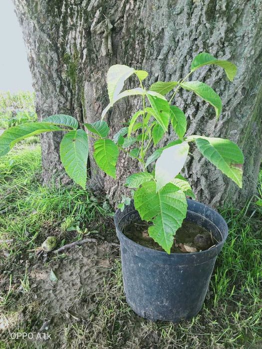 orzech włoski sadzonki