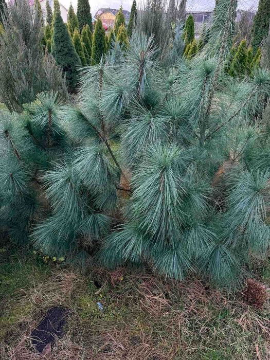 ялинка сиза блакитна туї ялівець кипарис сосна