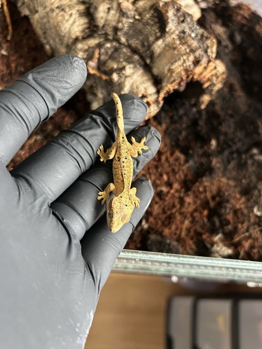 Gekon orzęsiony Light Yellow/Brown Base Dalmatian patternless samiec