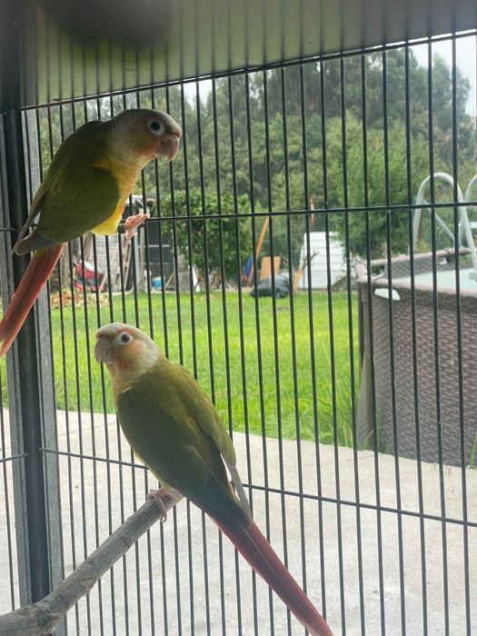 Casal Pyrruas pineapple