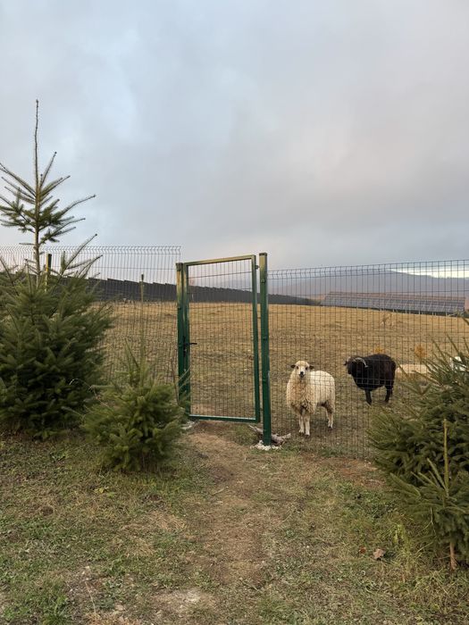 Оренда чану погодинно