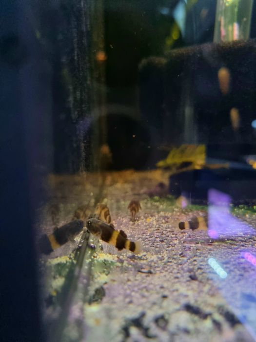 Babka osa (Brachygobius doriae)

)