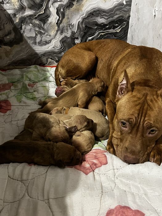 Питбуль красноносый чыстокровный