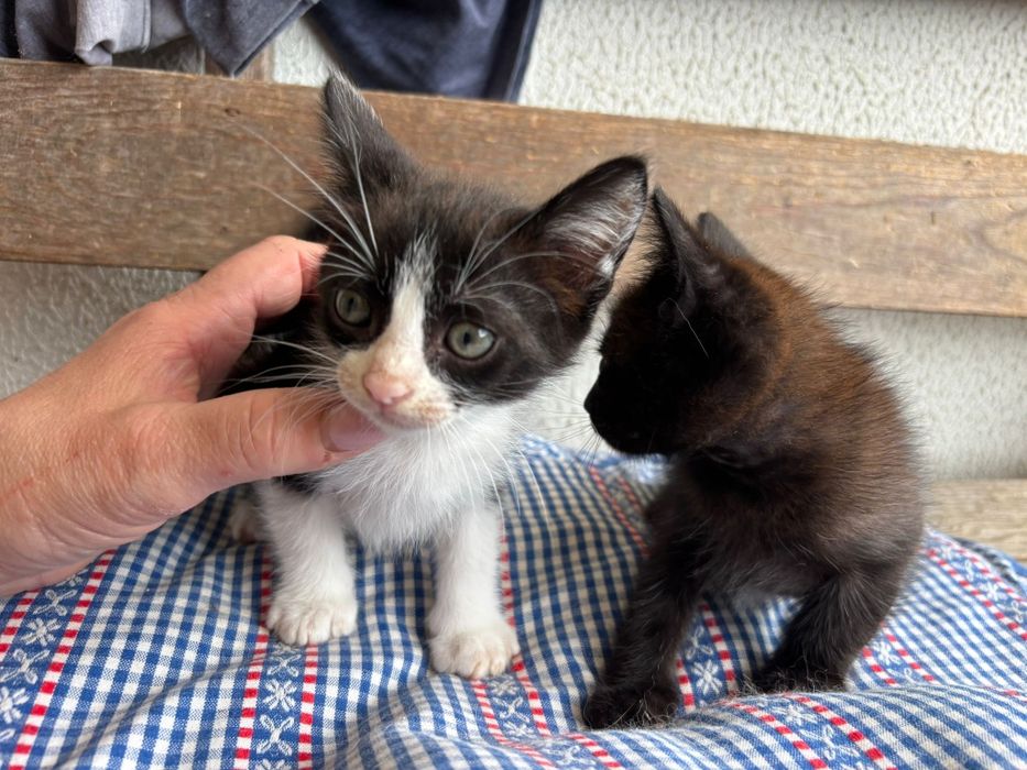 Gatos para adoção