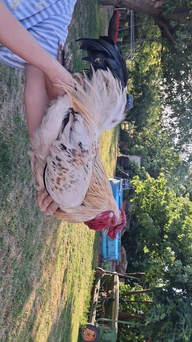 Koguty  do sprzedaży