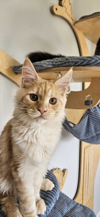 Kocurek  Lemon Maine Coon
