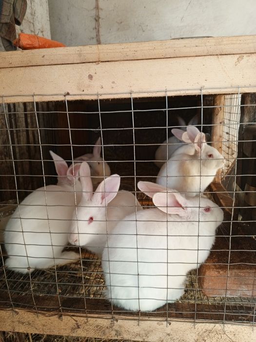 Кролики породи Панон