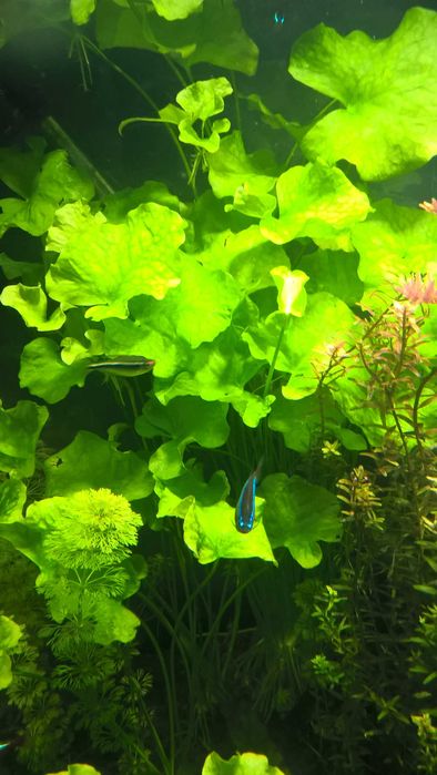 Nymphoides Taiwan
