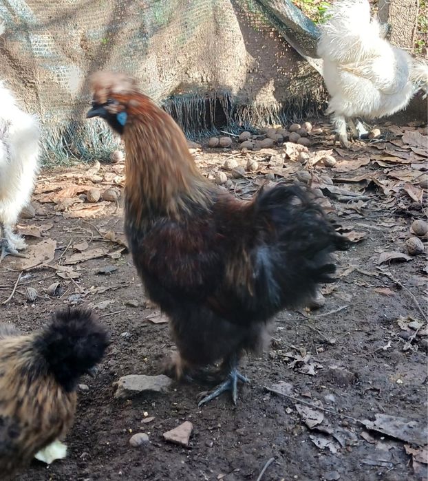 3 Sedosas do Japão (machos)