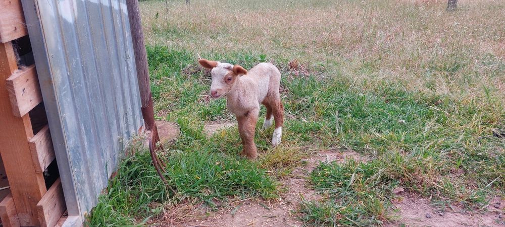 Borrego para venda a partir de Julho