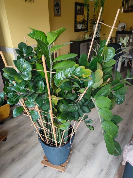 Sprzedam zamioculcas doniczkowy