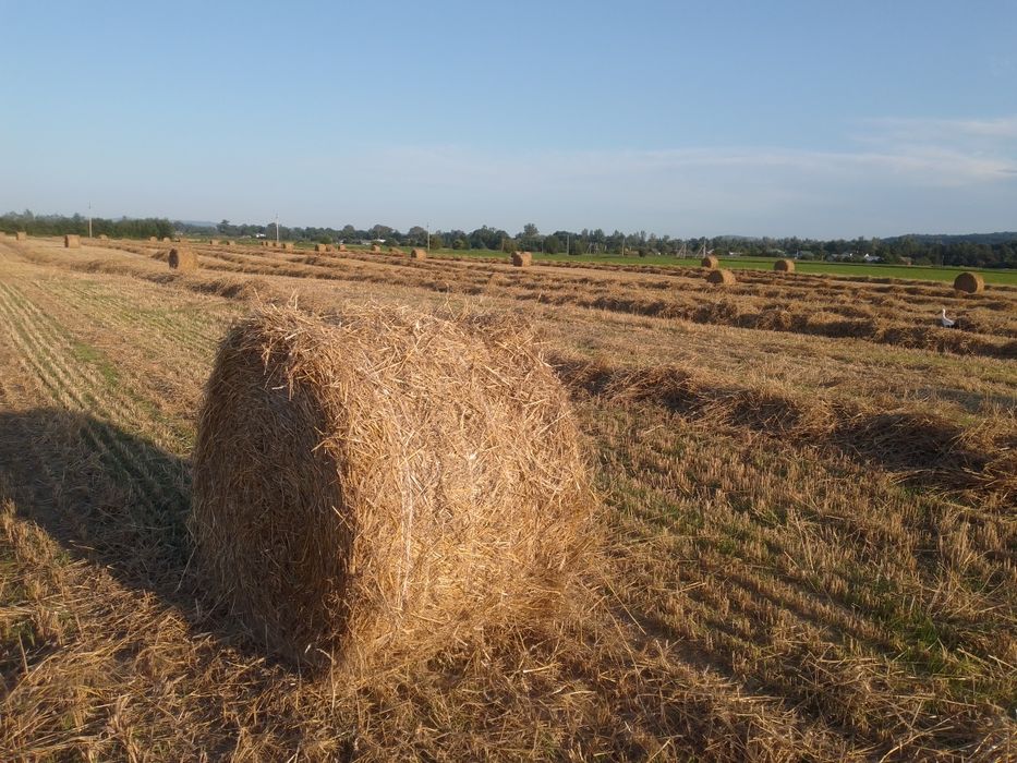 Пшеничні рулонні тюки